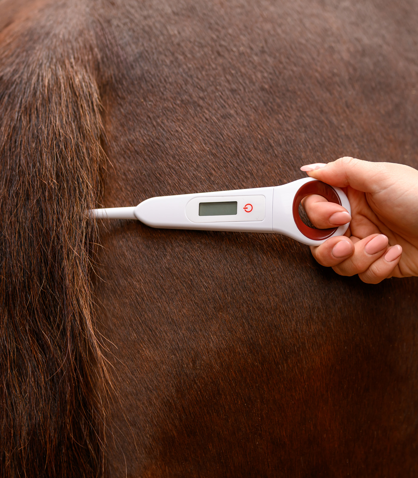 Digital Thermometer