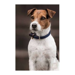 Kentucky Hunde Halsbnd Plaited Nylon Bl