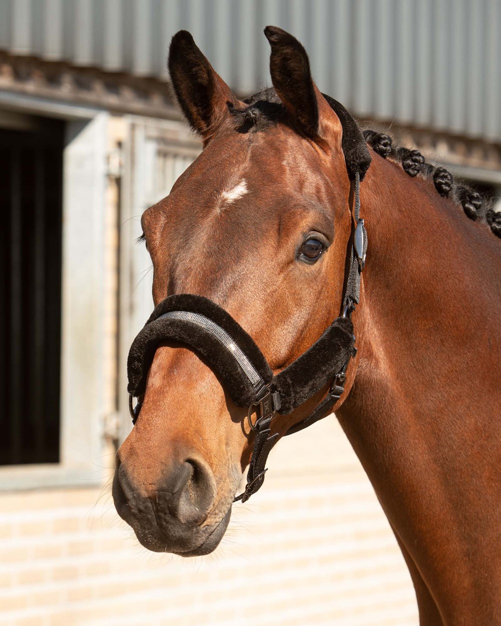 Denici Cavalli Grime med Træktov Pony